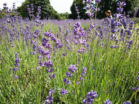 Lavender Fields by crazycalumrock on DeviantArt