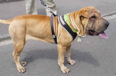 Top 24 Most Dangerous Dogs In The World 2020 Dogs Care