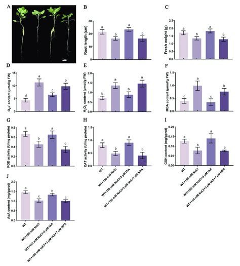 Effect Of Iaa On The Growth And Antioxidant Capacity Of Quinoa Roots