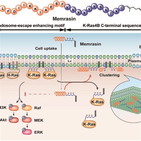 Illustration Of The Blockage Of Ras Signaling By Disruption Of The