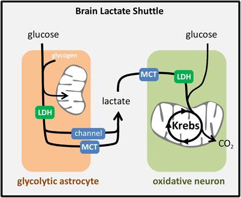 Brain Lactate Shuttle Astrocytes Convert Glucose And Glycogen Into