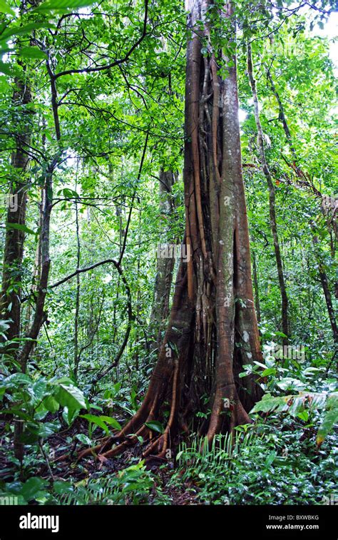 Rainforest Tree Madre De Dios Peru Stock Photo Alamy