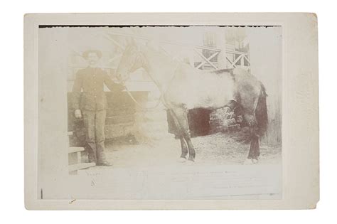 Captain Miles Keoghs Comanche War Horse Photo Sold At Auction On 23rd