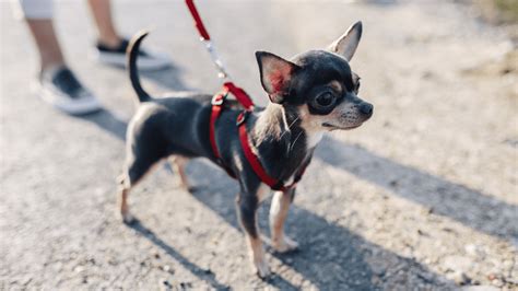 Qual A Melhor Coleira Para Cachorro Veja Os Principais Modelos