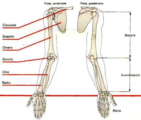 Io Invece Rappresento Gli Arti Superiori Grazie A Me Puoi Usare Le