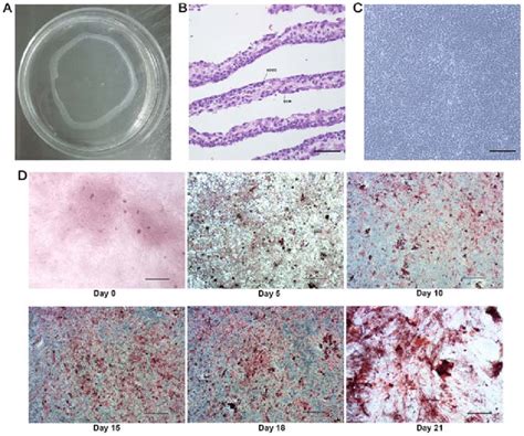 Characterization Of The Adsc Sheet A Macroscopic Appearance Of The Download Scientific