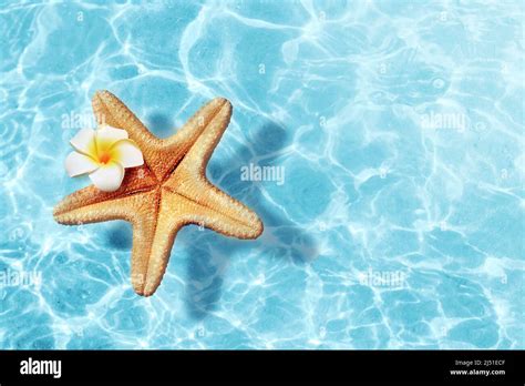 Starfish And Flower On The Summer Beach In Sea Water Summer Background