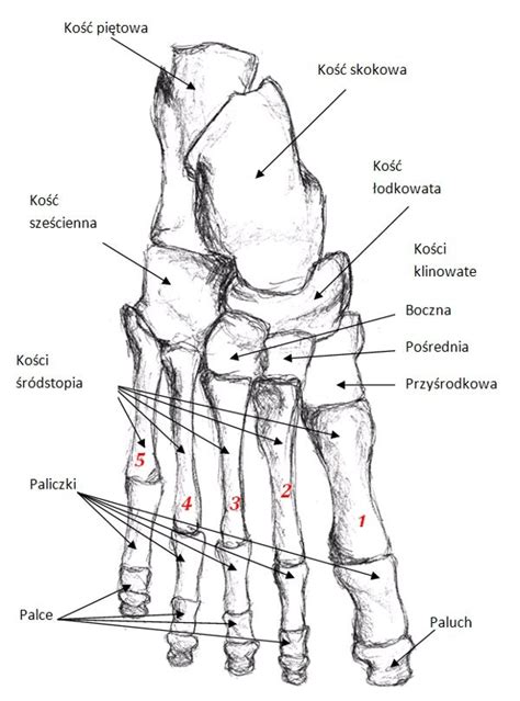 kości stopy Diagram Quizlet