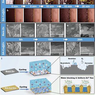 A B In Situ Optical Microscope Images Of Zn Plating On Bare Zn A And