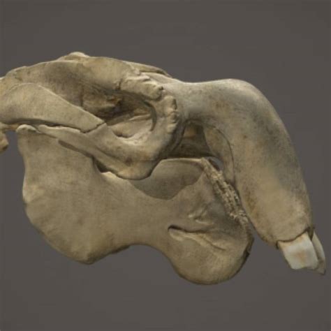 printable dugong skull  scan  world