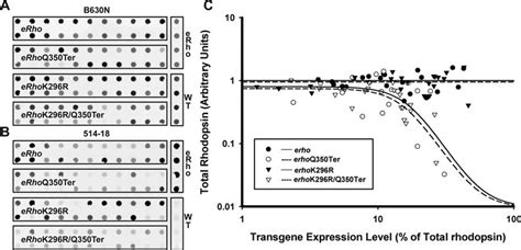 Dot Blot Analysis Of The Effects Of Rhodopsin Expression On Total