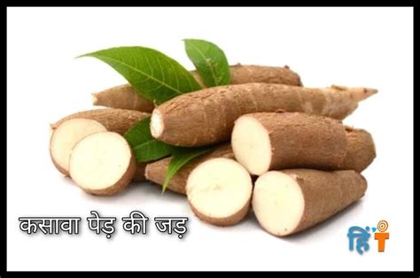 Tapioca Meaning In Hindi टैपिओका कसावा क्या है What Is Tapioca In