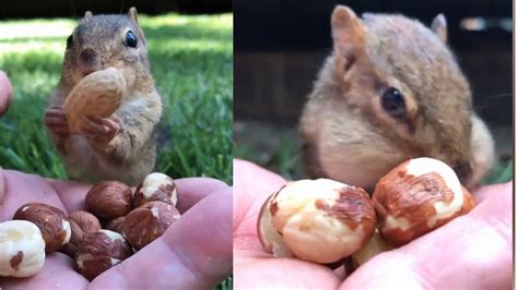 Chipmunks Cute Squirrel Eating Walnuts And Peanuts How Does A