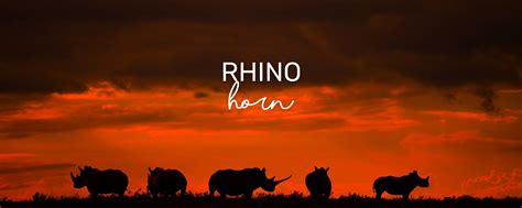 What about rhino horn | Wild in Africa