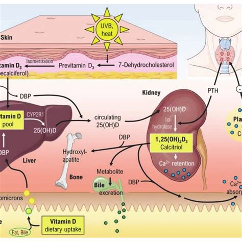 Simple Illustration Of The Vdr Genomic Action Nurminen Et Al 2019 Download Scientific