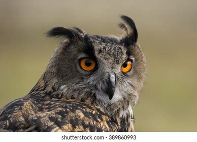 Portrait Wise Owl Beautiful Eyes Stock Photo Shutterstock