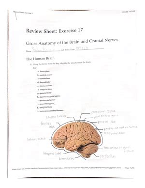 Anatomy Of The Heart Exercise 30 Review Sheet EXERCISE 30 REVIEW