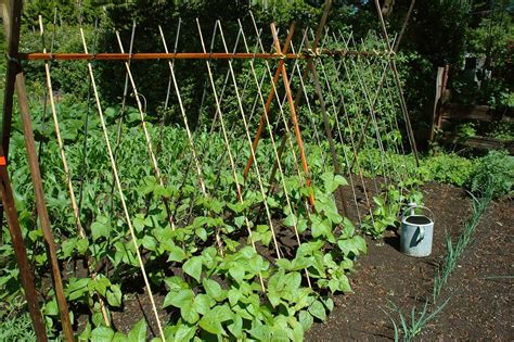 Small Vegetable Garden Space Savers Harvest To Table