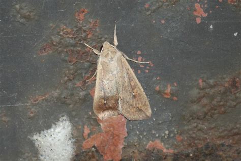 White Speck Moth From Thunder Bay On Canada On August At