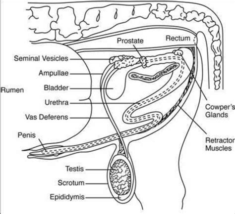 Reproductive System Flashcards Quizlet