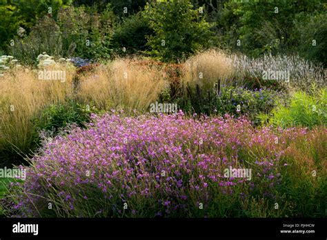 Piante Perenni In Confine Erbaceo Immagini E Fotografie Stock Ad Alta