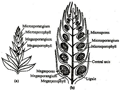 The Leaves Which Bear The Sporangia Are Called