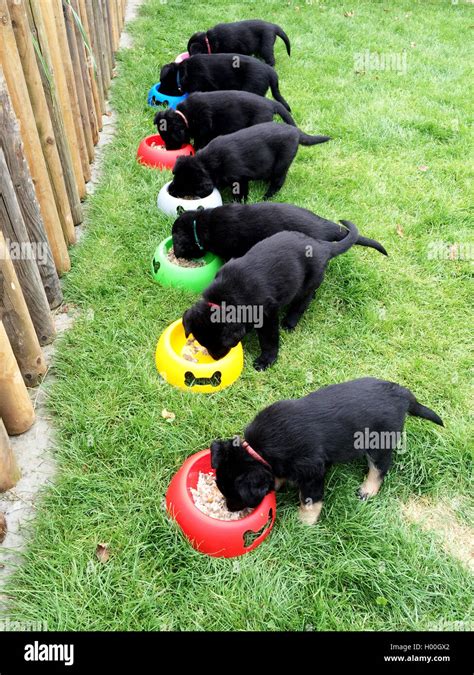 German Shepherd Dog Puppies High Resolution Stock Photography And