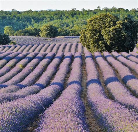 Campos De Lavanda Brihuega Gu As Viajar