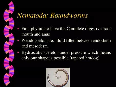 Ppt Nematoda Roundworms Powerpoint Presentation Free Download Id