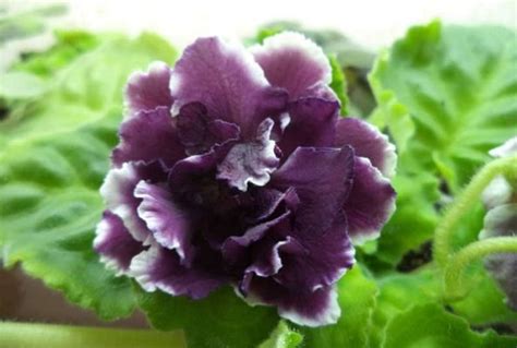 Фиалка Герцогиня – фото и описание сорта, особенности ухода в домашних ...