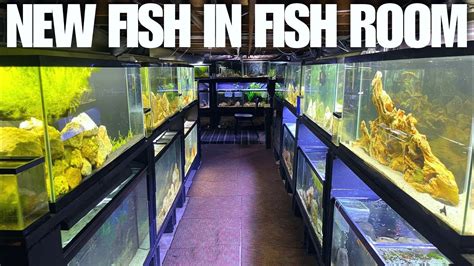 Hundreds Of New Fish Added To Fish Room Youtube