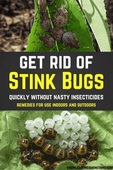 7 Stink bug spray ideas | stink bugs, stink, bug spray