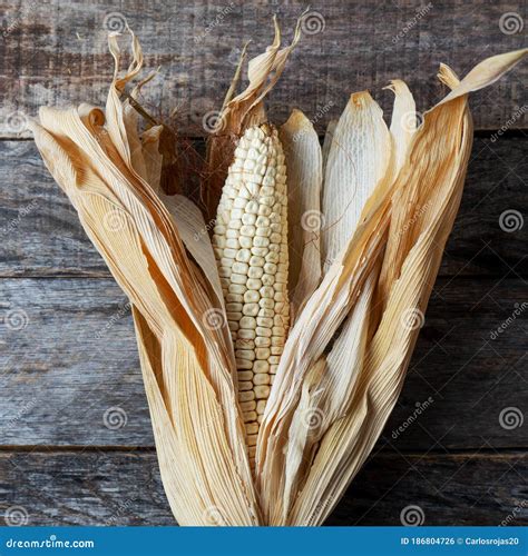 Dried Corn Maize with Leaves Stock Photo - Image of crop, grain: 186804726