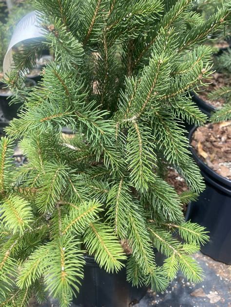 A Close Up Of A Pine Tree In A Pot With Other Trees Behind It And Dirt