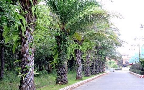 kien tao canh quan thien nhien voi cac loai cay trong trong resort