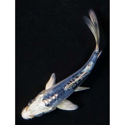 35” Imported Doitsu Blue Gin Matsuba Butterfly Koi Koi Fish For Sale