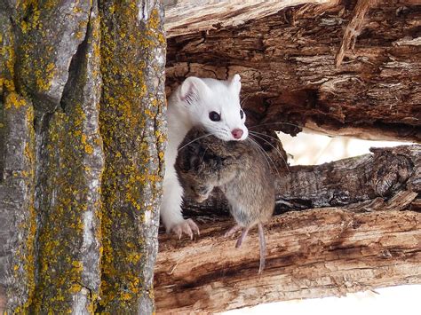 Long Tailed Weasel Mustela Frenata With Meadow Vole 20 Flickr