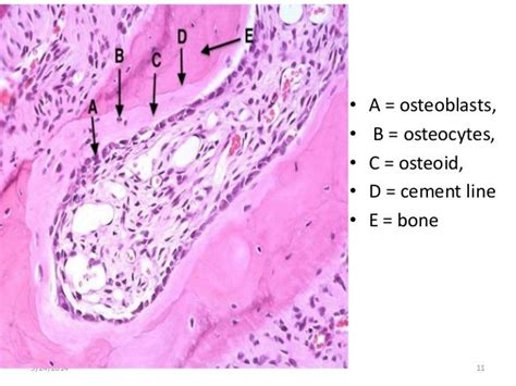 Histology of muscle, cartilage and bone