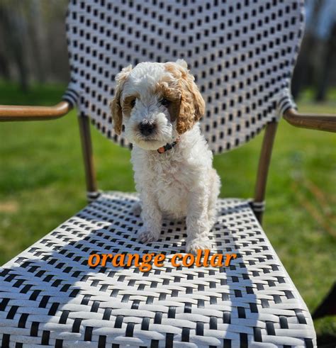 Poodle Puppies For Sale In Michigan