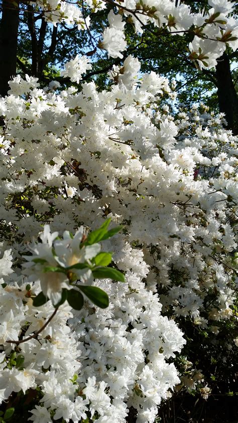 white azaleas picslearning
