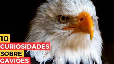 10 curiosidades surpreendentes sobre os gaviões YouTube