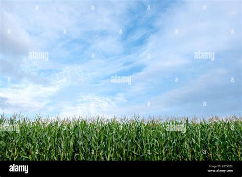 Landscape Image Of Corn Field In The Farm With Blue Sky And Green