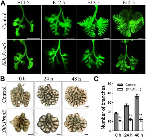 Inactivation Of Prmt Results In Defects In Lung Branching