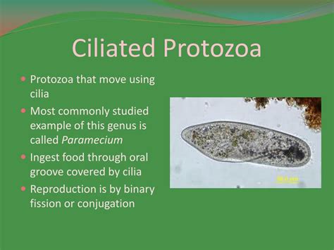 Ciliated Protozoans