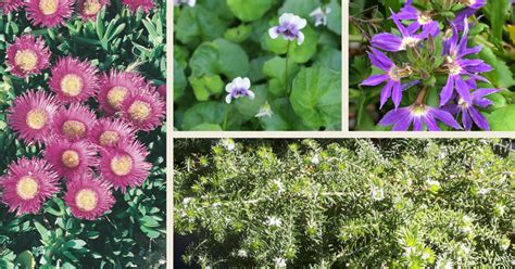 Native Groundcover Flower Power