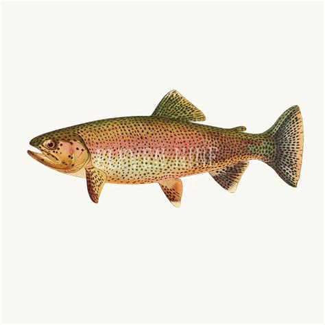 Trout Fish Clip Art