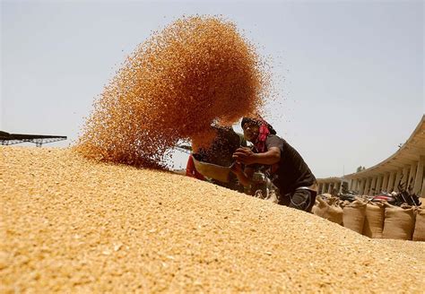 MSP For Wheat Hiked By Rs 150 Quintal Ahead Of State Polls Rediff