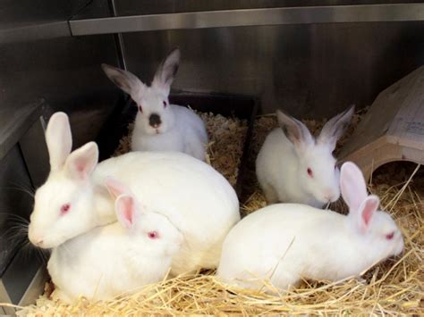 Kindersonntag Im September Kaninchen Von Widdern Albinos Und Hasen