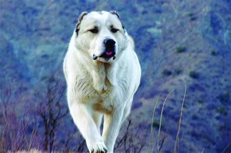 Georgian Mountain Dogs