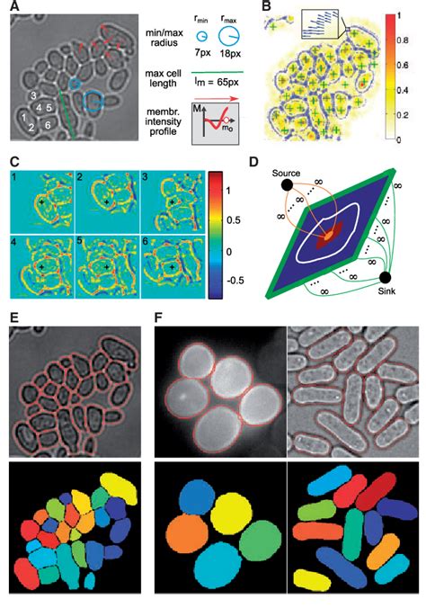 Figure From Accurate Cell Segmentation In Microscopy Images Using